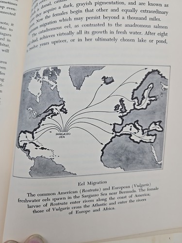 Familar Freshwater Fishes Of America 1964 Howard T. Walden Vtg Fish Fishing HB - Picture 14 of 16