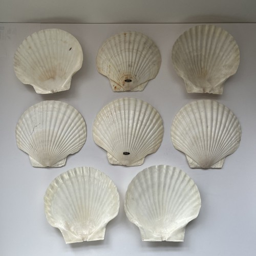 Vtg Sea Shell 6" Snack Plates x 8 Trinket Dish Natural Beach Coastal Clam Decor - Picture 3 of 12