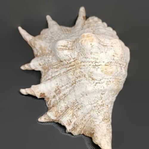 Large Natural Seashell Lovely Big Sea Shell Beach Home Decor Huge Ocean Treasure - Picture 3 of 5