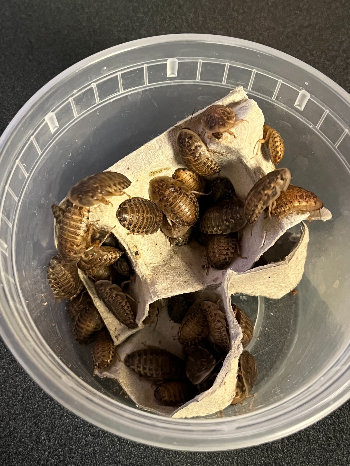 Dubia Roaches Small, Medium, Large Live Reptile Feeders