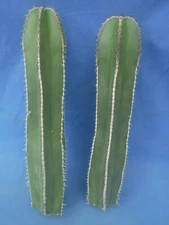 Mexican Fence Post Cactus Pachycereus marginatus TWO CUTTINGS 10"-12" Tall