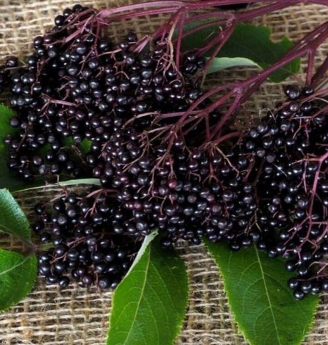 200+ Elderberry Seeds (Sambucus nigra) Heirloom, Organic, USA 08/2025 Harvest - Picture 8 of 10