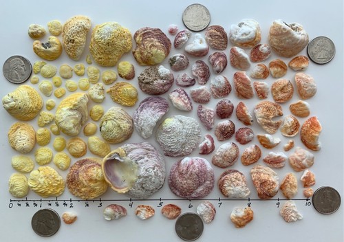 96 conchiglie portagioie a foglia o ondulato fino a 2" conchiglie spiaggia arte/artigianato USA - Foto 3 di 13