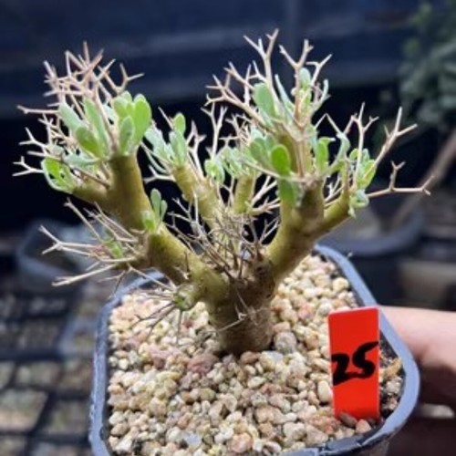 Pianta di cactus Othonna Euphorbioides (vecchio mucchio) cactus succulento pianta viva vaso raro - Foto 5 di 8