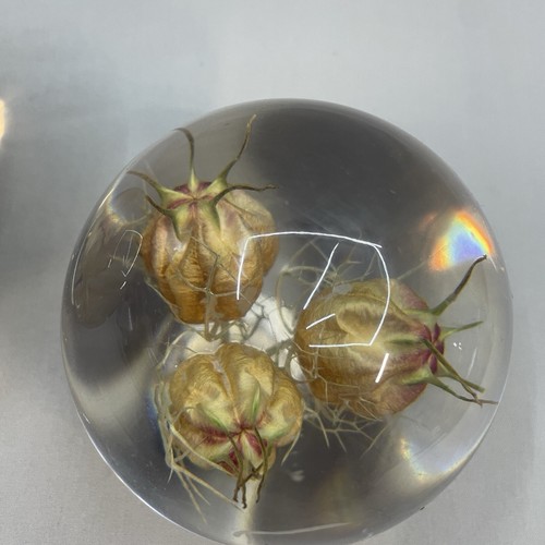 Paquete de pisapapeles de vidrio vintage x2 con flores reales - Imagen 12 de 14