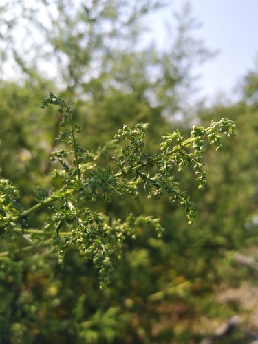 Bulk Artemisia Annua Sweet Annie Mugwort Sagewort Fragrant Tea Herb Seeds - Picture 7 of 11