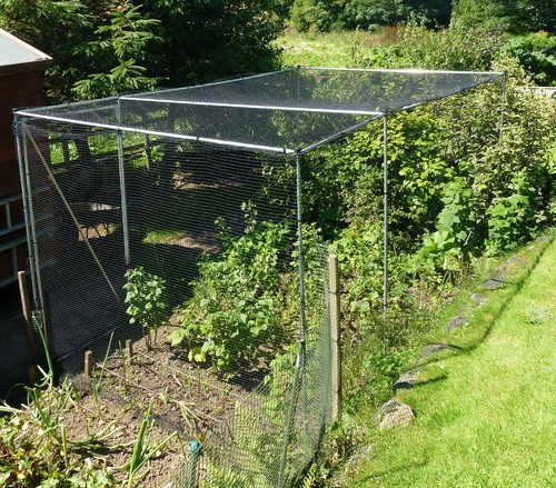 Walk In Fruit Cage Vegetable Protect Soft Crops All Sizes Anti Bird Net & Frame - Picture 3 of 10