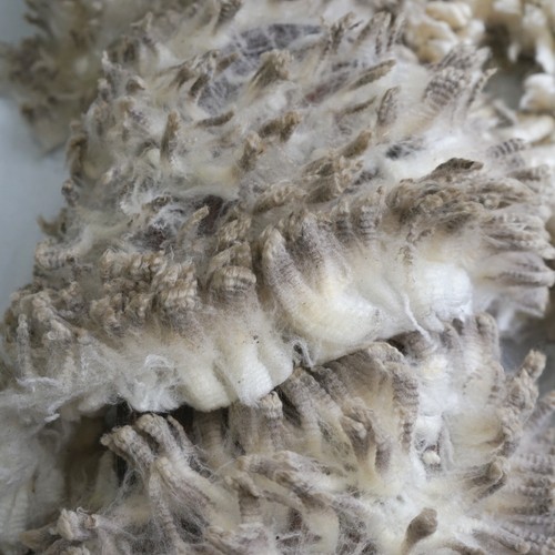 Corriedale raw fleece Natural White 500g 100% Australian wool soft and crimpy - Picture 5 of 10