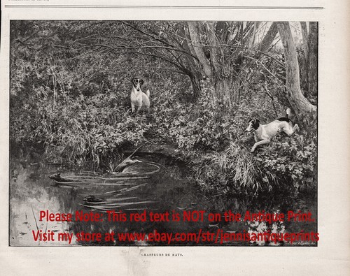 Dog Rat Terriers Hunting Rats in the Forest Stream, 1890s Antique Print - Picture 4 of 4