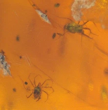 2 Mites with Wasp in Burmese Burmite Amber Fossil from Dinosaur Age