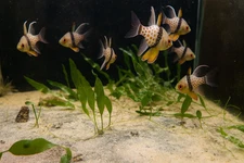 🌿 Live Caulerpa Prolifera Macroalgae Frag – Marine Aquarium Display or Refugium