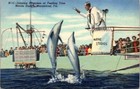 Postcard Jumping Porpoises at Feeding Time Marine Studios Marineland Fl
