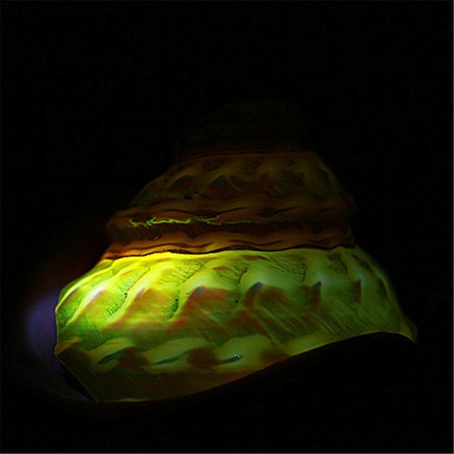 Glow In Dark Turban Snail Shell 3" - 4" Cone Shaped Shells Ornament Home Decor - Picture 6 of 6