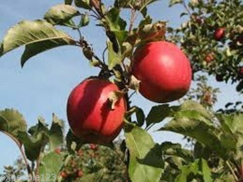 Apple Tree Seeds All types ( Pink Lady Fuji Gala Envy/Honey Crisp Gold/Red Deli) - Picture 8 of 35