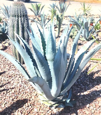 アガベ Blue cactus Amazon.com : Agave Blue Glow Cacti Cactus Succulent Real