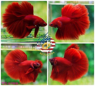 Live Betta Fish High Quality Halfmoon High Quality Super Red Chili