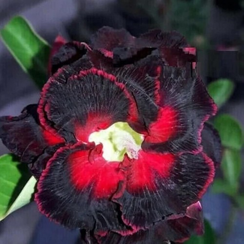 4 Black Lover Desert Rose Seeds Adenium Obesum Flower Perennial Seed US SELLER - Picture 15 of 24