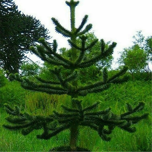 Monkey Puzzle Trees - 1 Litre Pots - Picture 3 of 3