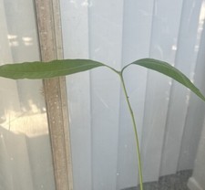 Mango Tree Seedling In 3" Pot