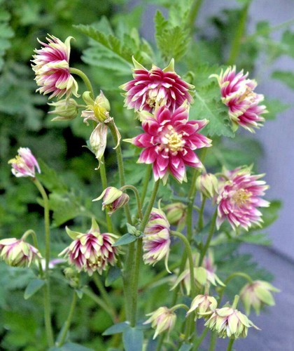 130 Columbine Nora Barlow Perennial Seeds of The Brooklyn Botanical Garden Club! - Picture 9 of 11