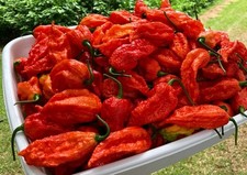 10 Newly Harvested Super-Hot Bhut Jolokia Red Premium Ghost Pepper Seeds-A 05