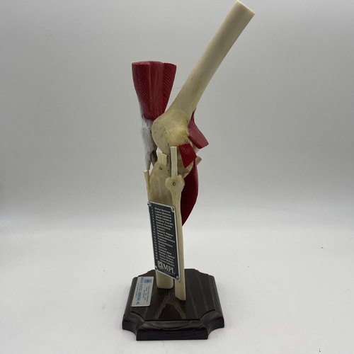 Medical Plastics Laboratory JK-2500 Deluxe Knee Joint Anatomical Model Muscles - Picture 3 of 9
