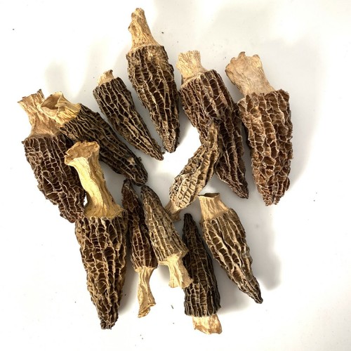 90g - 150g getrocknete wilde Morchelpilze, wilde Morchellen - Bild 2 von 5