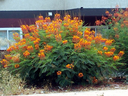 MEXICAN RED BIRD of PARADISE SEEDS (C. Pulcherrima) DWARF POINCIANA Flower Shrub - Picture 13 of 13