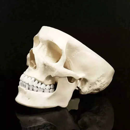 Mini Skull Human Anatomical Anatomy Head Model Convenient Medical Teaching PVC - Picture 4 of 8