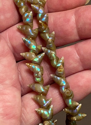 VINTAGE TASMANIAN ABORIGINAL MAIREENER SHELL NECKLACE LONG STRAND 135cms - Picture 15 of 15