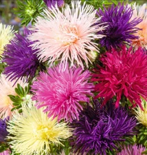 Aster NOVA Mix (Needle) Large Flowers Annual Bees Butterflies Non-GMO 200 Seeds!