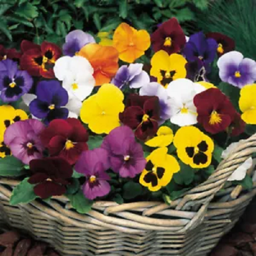 FLOWER SEEDS Assorted Flower Seed Flower Varieties Mixed Seed Choose Your Garden - Picture 82 of 153