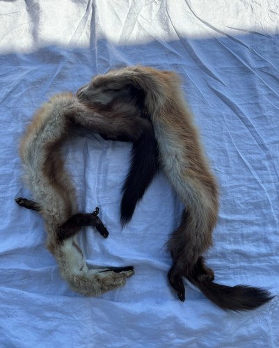 Vintage Red Fox Fur Stole/Wrap -- 2 Pelts - Picture 18 of 20