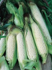 Country Gentleman Sweet Corn Seeds 40 / ORGANIC / SWEET / WHITE CORN