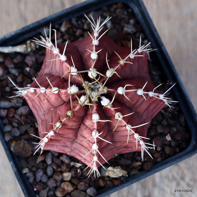 A8469 GYMNOCALYCIUM MIHANOVICHII pot9-H6-W8 cm MaMa cactus A8469 GYMNOCALYCIUM MIHANOVICHII pot9-H6-W8 cm MaMa cactus