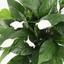 peacelilly45