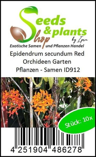 10x Epidendrum secundum Red Orchideen Garten Pflanzen - Samen ID912 - Picture 3 of 9