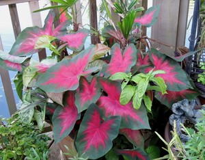 Spring Fling Caladium Bulbs Elephant Ear Perennial Leaf Flower Tropical Bonsai