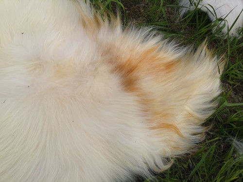 Echte Öko Schaffelle Lammfell Schaffell Fell Hell Bis 150cm 2.Wahl Schnäppchen - Picture 6 of 10