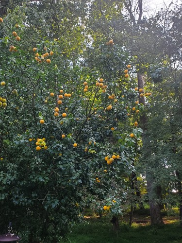 Poncirus Trifoliata Citrus Trifoliate Oranges (15 Ct) Year 1 Seedlings 4-6" 🍊 - Picture 7 of 14