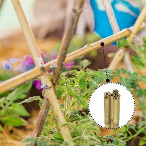 2ft -6Ft Thick Bamboo Canes Strong Heavy Duty Garden Sticks Thick Plants Support - Picture 11 of 54