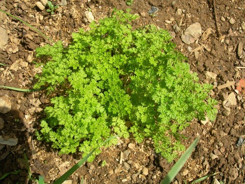 Organic Common Chervil - Anthriscus Cerefolium L. Hoffm. - Chervil - SEM02 - Picture 5 of 9