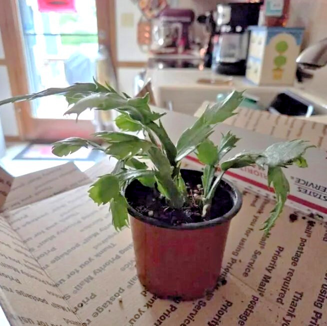 Orange Christmas Cactus Plants Live in 3 Inch Pot - 5-6in Tall - Holiday Cactus