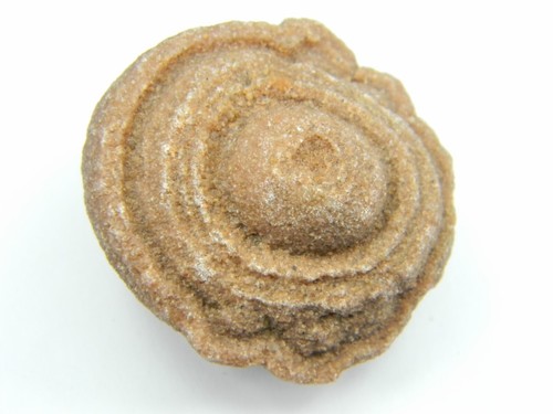 Stromatolite Fossil Morocco Small 33.69 grams - Picture 2 of 5