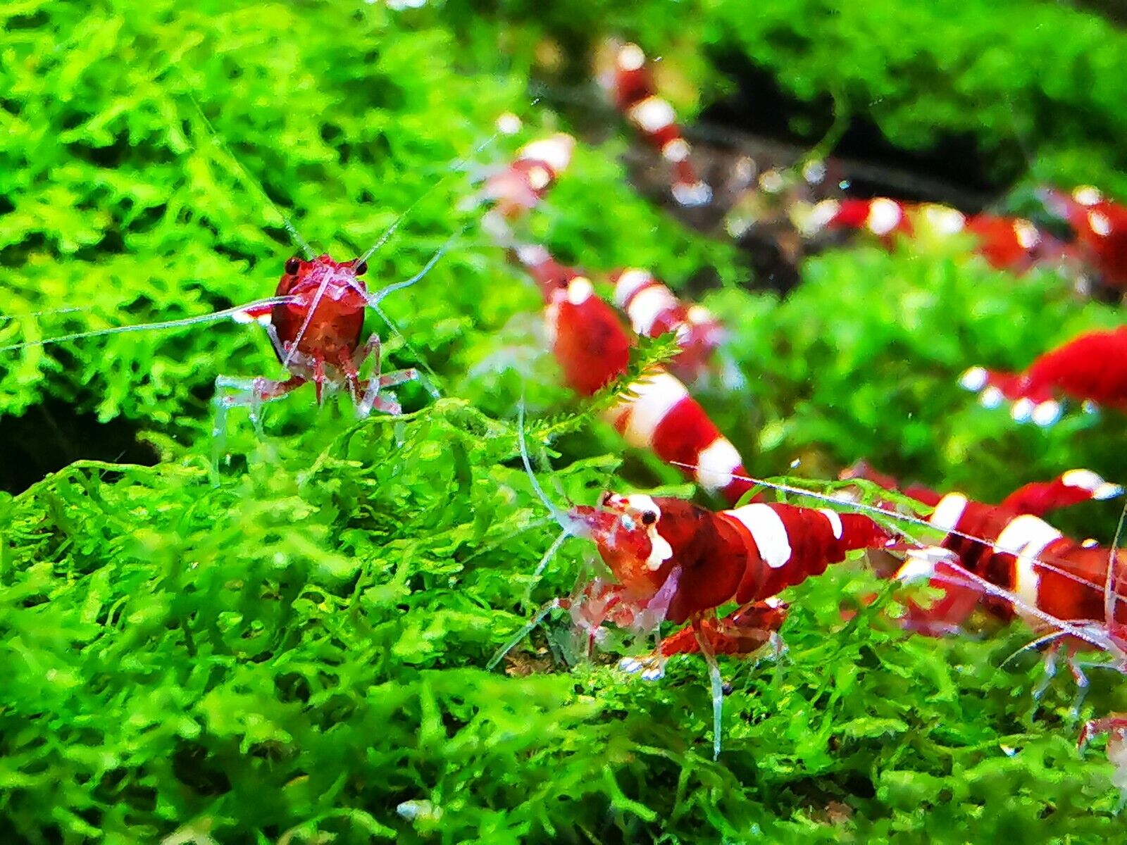 Cherry Shrimp for sale in UK 50 used Cherry Shrimps
