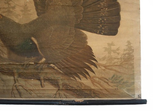 ANTIQUE CANVAS ZOOLOGY SCHOOL PULL DOWN WALL CHART POSTER OF GROUSE BIRD - Picture 5 of 7