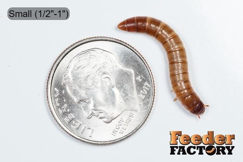 Live Superworms - 50-1000 counts - FREE SHIPPING! - Picture 3 of 7