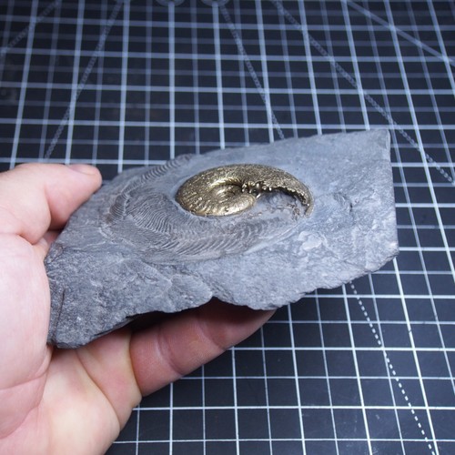 Harpoceras elegans Ammonite Pirite Giurassico Dino Fossile Francia lotto 5005 - Foto 14 di 16