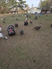 4+ HERITAGE TURKEY EGGS ORGANICALLY GROWN FREE RANGED READ DESCRIPTIONS — photo 5