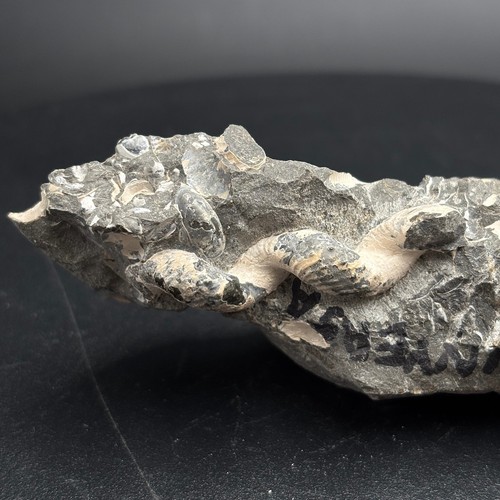 Hyphatoceras orientale ammonite – Late Cretaceous Yezo Group, Hokkaido Japan - Picture 5 of 9